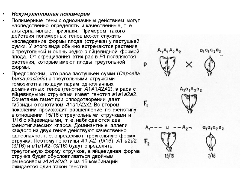 Некумулятивная полимерия Полимерные гены с однозначным действием могут наследственно определять и качественные, т. е.